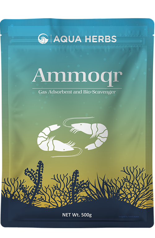 Ammoqr